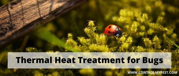 Thermal heat treatment for bed bugs